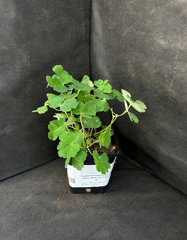 Аквилегия вееровидная Камео Блю энд Уайт 1 шт Р9